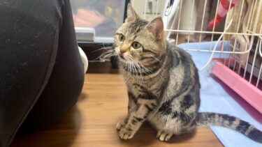 妹に全くかまってもらえない不機嫌な猫がこうなりました…【ちょりちゃみチャンネル】