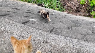 壁を登ってモフられにくる猫島の猫たち【感動猫動画】