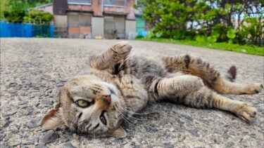 猫島のフェリー乗り場近くの猫ちゃん、ゴロンゴロン甘えてきてカワイイ【感動猫動画】