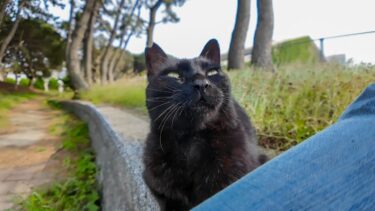 石段の上に黒猫が座っていたので隣に座ると擦り寄ってきた【感動猫動画】