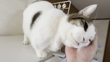 「おい！撫でろ！」「おい！降ろせ！」傍若無人な猫【ひのき猫】