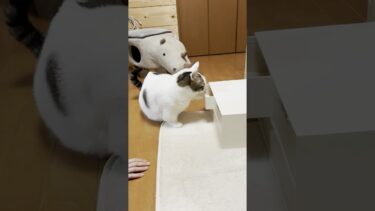 めっちゃ開けるやん【ひのき猫】