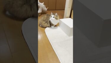 あれ？引き出し消えた【ひのき猫】