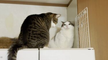 めっちゃ噛まれたり叩かれたりするけど、二人のことは憎めない猫【ひのき猫】