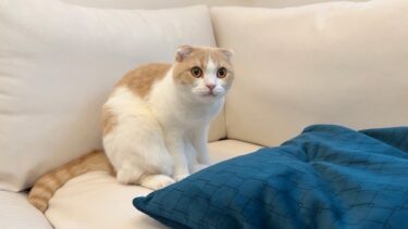 入院してる大好きな兄の匂いを1週間ぶりに嗅いだ猫がこうなっちゃいました。【もちまる日記】