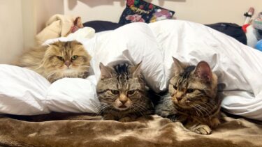 布団を敷いたら3匹の猫が秒でこうなりましたw【ちょりちゃみチャンネル】