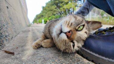 防波堤にいた猫ちゃん、ナデナデすると足元にスリスリしてきてカワイイ【感動猫動画】
