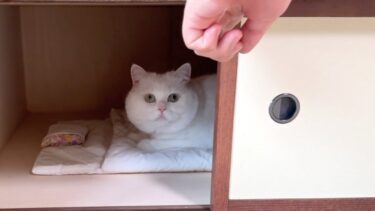 押し入れを開けたら…ちゃんと布団使ってて笑った！【ポムさんとしまちゃん / ねこべや】