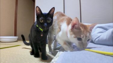 【猫旅館】旅館の部屋で寛いでいたら猫が遊びに来て楽しい【感動猫動画】