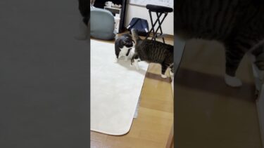 酸素、酸素、酸素がほしい【ひのき猫】