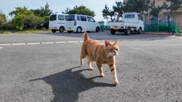 茶トラ猫軍団集まってきた【感動猫動画】
