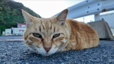 フェリー乗り場に座り込んでいたをナデナデする【感動猫動画】