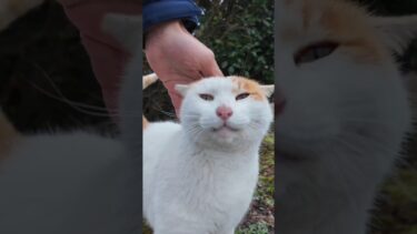 公園の植込みの裏にいた猫ちゃん、モフられにきた #ImpressedCatVideo #catisland #猫【感動猫動画】