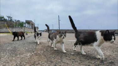 猫の集会が終わって帰っていく猫たち【感動猫動画】