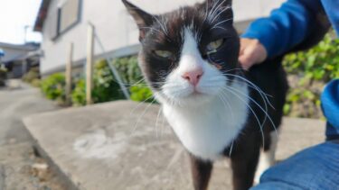 茶トラ猫軍団＋ハチワレ猫【感動猫動画】