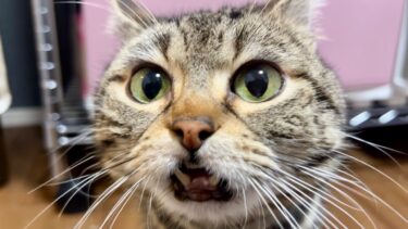 不機嫌すぎてブタ鼻を鳴らしてしまった猫【ちょりちゃみチャンネル】