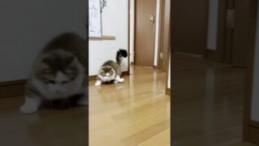 そんなに慌ててどこ行くの？【ひのき猫】