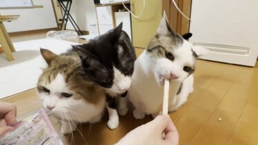 デンタルケアで太る気満々の猫【ひのき猫】