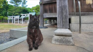神社にきた参拝者を見守る黒猫ちゃん【感動猫動画】