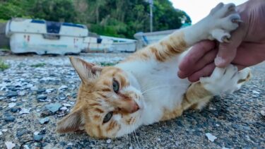 漁港の猫ちゃん、撫でると喜んでクルクル言ってます【感動猫動画】
