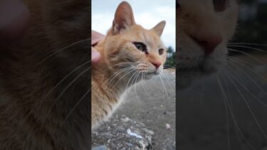 漁港にある小さな桟橋に座ると猫がやってきた #ImpressedCatVideo #catisland #猫【感動猫動画】
