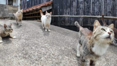 猫の関所に遭遇！「ナデナデしないと通れませんニャ」って本当！？【感動猫動画】