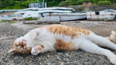 漁港のボートの上で寝ていた猫ちゃん、ナデナデすると降りてきてゴロンゴロン転がった【感動猫動画】