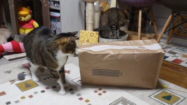 紙袋ひとつで盛り上がる猫たち　【リキちゃんねる　猫動画】 キジトラ 猫のいる暮らし