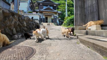 猫通り【感動猫動画】