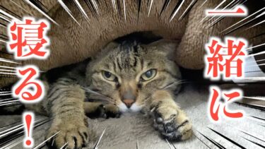 毎日飼い主と一緒に寝たいツンデレ猫との何気ない幸せな日常【てん動画】