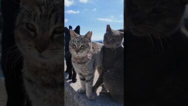 猫島で波止場に座ると猫に取り囲まれた  #ImpressedCatVideo #catisland #猫【感動猫動画】