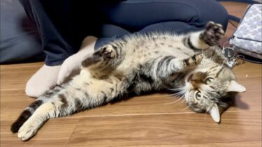 妹に相手にされた喜びをヘソ天でしっかり応える猫【ちょりちゃみチャンネル】