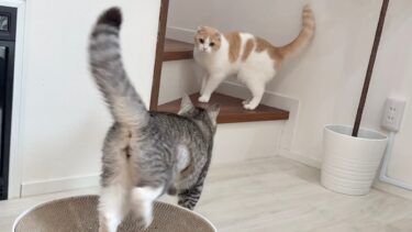 元気すぎる兄に追いかけられて困ってるはなちゃんが可愛すぎたw【もちまる日記】