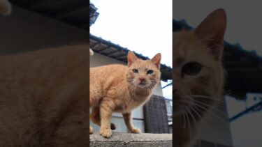 漁港の街の路地裏で出会った猫と細道を歩く #ImpressedCatVideo #catisland #猫【感動猫動画】