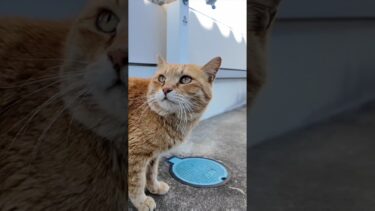 猫島の神社にいつもいる茶トラ猫ちゃん  #ImpressedCatVideo #catisland #猫【感動猫動画】