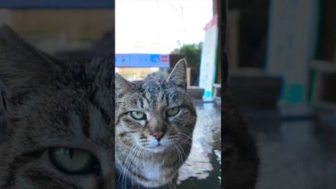 足湯猫  #ImpressedCatVideo #catisland #猫【感動猫動画】