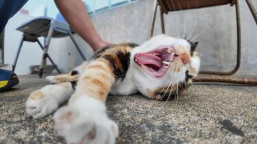 漁港にいた三毛猫を撫でると喜んでゴロンゴロン寝転んでカワイイ【感動猫動画】