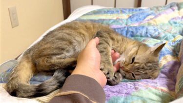 久しぶりに添い寝したら…甘えすぎて完全に赤ちゃんになった！笑【ポムさんとしまちゃん / ねこべや】