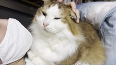 ゴールデンウィーク後半の夜を娘のベッドで過ごす猫【ひのき猫】