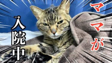 妻が入院しているときの猫たちの様子が…【てん動画】