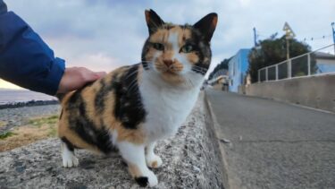 猫島で防波堤に座ると三毛猫が駆け寄ってきて隣に座ってきた【感動猫動画】