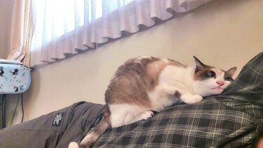 ペポ🐈がシャム猫を襲うので厳しく注意したら僕が襲われた🤠【CuteWoo】