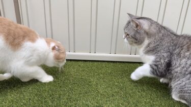 ダンゴムシを捕まえようとしたはなちゃんを叱る、虫にも優しいもち【もちまる日記】