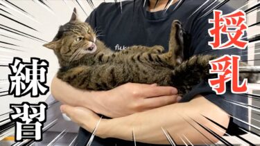 凶暴猫を赤ちゃんに見立てて授乳の練習をする可愛い飼い主…【てん動画】