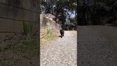 林道の終点にある神社に行くと黒猫が出迎えてくれた  #ImpressedCatVideo #catisland #猫【感動猫動画】