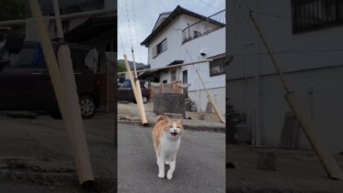 猫島に着いて神社に行くと猫たちが階段下で出迎えてくれた  #ImpressedCatVideo #catisland #猫【感動猫動画】
