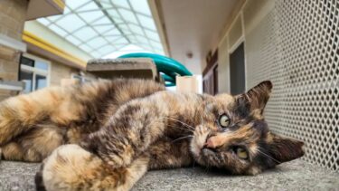 【今週のボツ動画】今週撮った未公開猫動画まとめて公開-unreleased video of this week-2025/5/4w【感動猫動画】