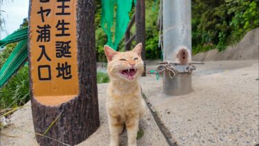崖っぷちの猫の集会に行ってきた【感動猫動画】