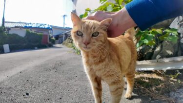 漁港近くの石のベンチに座るとちょっと遠くからこちらの様子を伺う猫ちゃん、迎えに行くと喜んですり寄ってきた【感動猫動画】