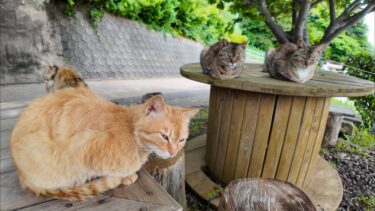 港付近の坂道の途中にあるテーブルが完全に猫カフェだった【感動猫動画】